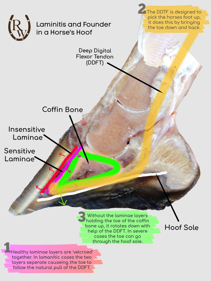 Cross sectioned horse hoof diagram showing internal structures involved with laminitis and founder